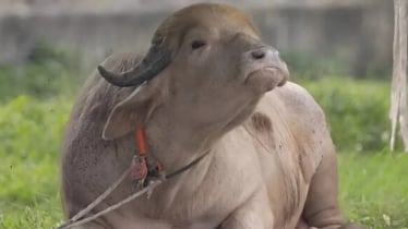 ‘ডোনাল্ড ট্রাম্পের’ নাম ভুল লেখায় চিড়িয়াখানার কিউরেটরকে বদলি 