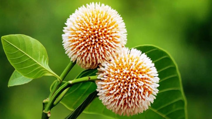 বর্ষার প্রথম দিন আজ 