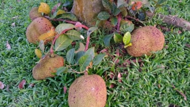 আজ বিশ্ব কাঁঠাল দিবস