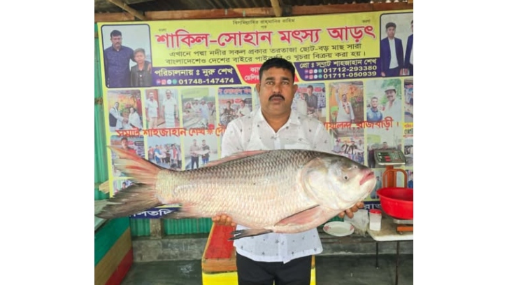 পদ্মার ২২ কেজির কাতল অর্ধলক্ষ টাকায় বিক্রি