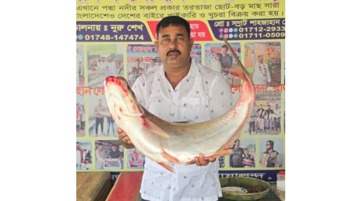 পদ্মার এক ঢাই মাছ বিক্রি হলো ৫৮ হাজার টাকায়