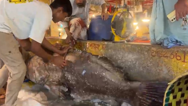 চট্টগ্রামে ১৫৫ কেজির কোরাল, দাম উঠেছে আড়াই লাখ টাকা