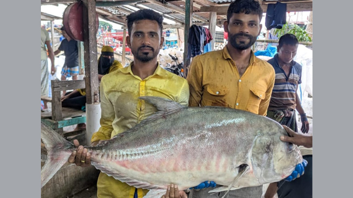 বঙ্গোপসাগরে জেলের জালে ৫৪ কেজির বিশাল তবল মাছ, এলাকায় চাঞ্চল