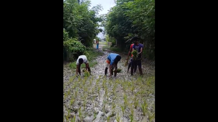 হঠাৎ রাস্তায় ধান রোপণ করলেন এলাকাবাসী, নেপথ্যে কী?