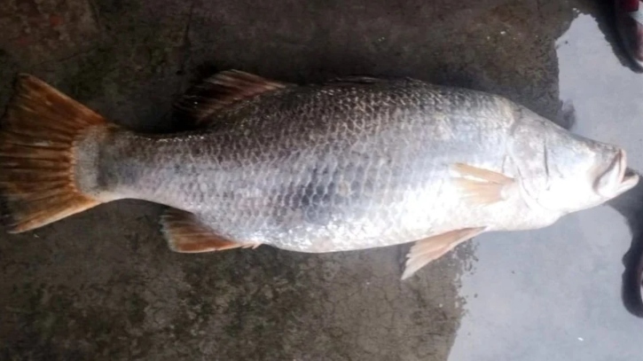 ১৪ কেজি ওজনের কোরালের দাম সাড়ে ১০ হাজার টাকা