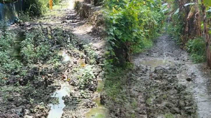 সড়ক তো নয়, যেন ধান চাষের জমি; দুর্ভোগে কয়েক গ্রামের মানুষ