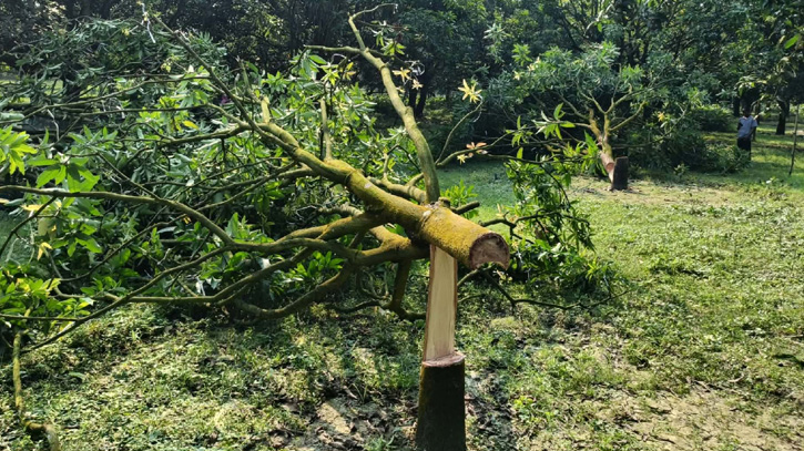 রাতের আঁধারে ৮টি কাটিমন আমগাছ কেটে দিলো দুর্বৃত্তরা